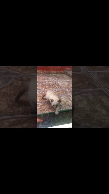 Miaaaaau deixa eu entrar 🐈 #amor #pets