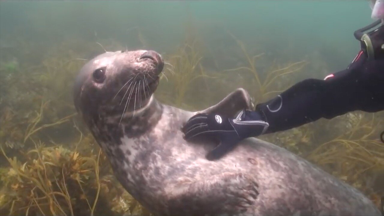 When A Seal Demands Belly Rubs