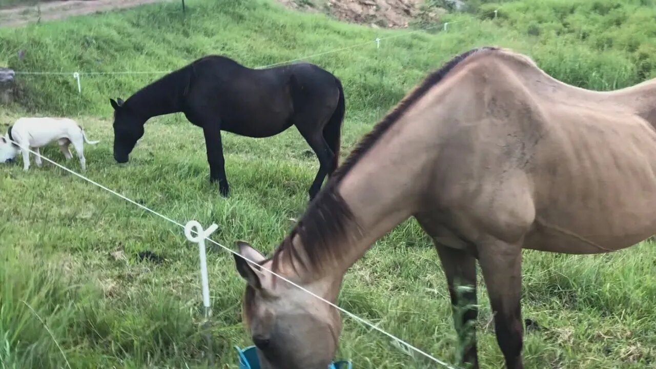 An update on our rescue horse with his new friend Penny. He is settling in. Day 3.