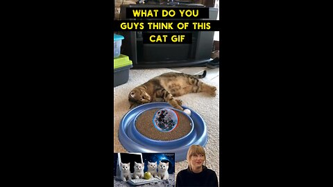 Cute Cat Gif