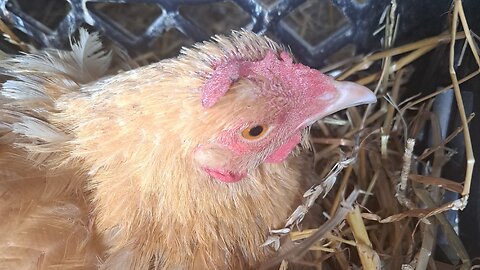 baby chickens