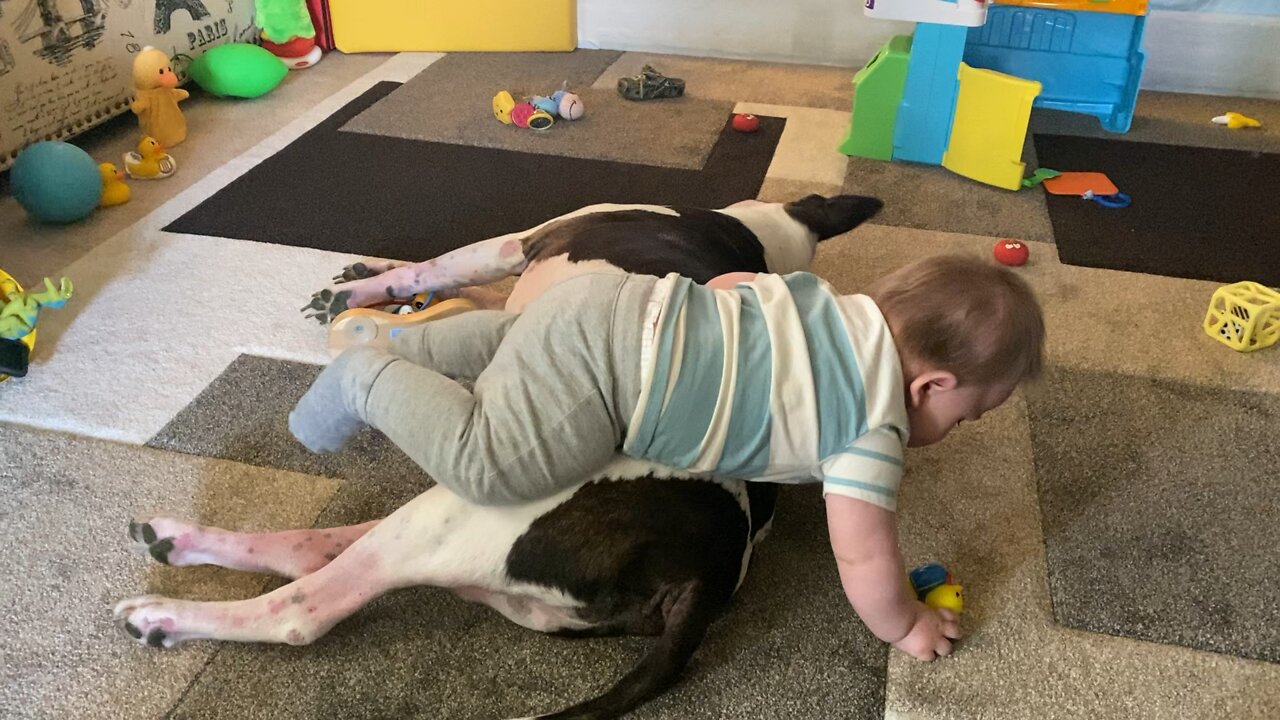 Baby climbs over big dog