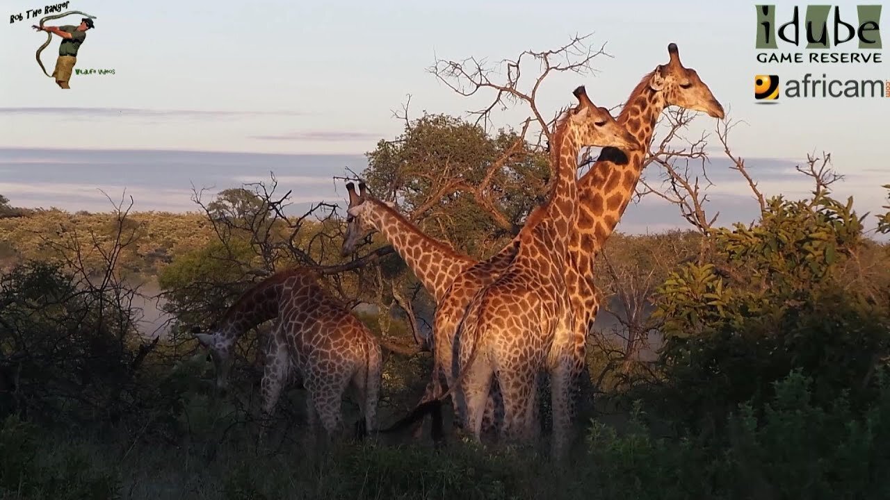 Giraffe In The Morning Sun