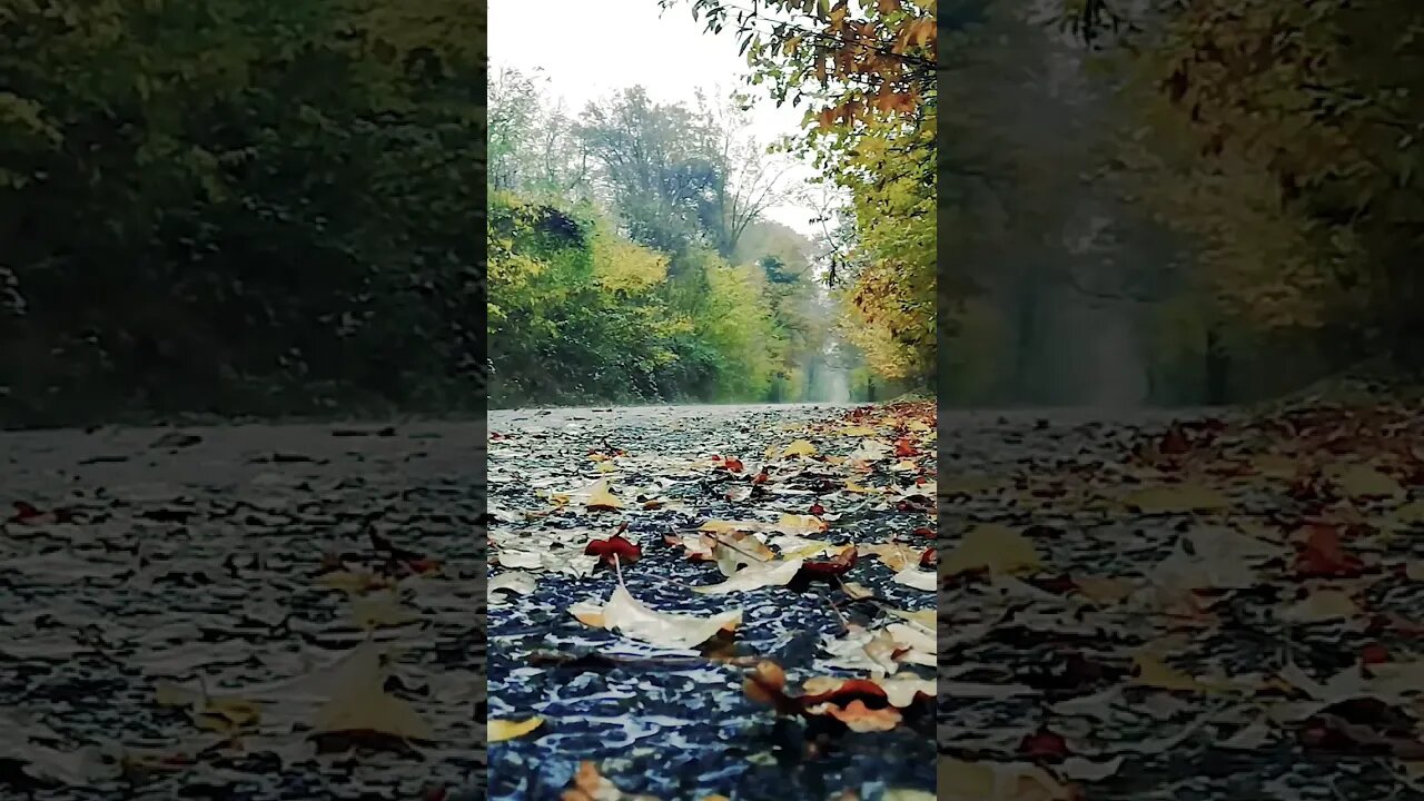 rain on autumn leaves