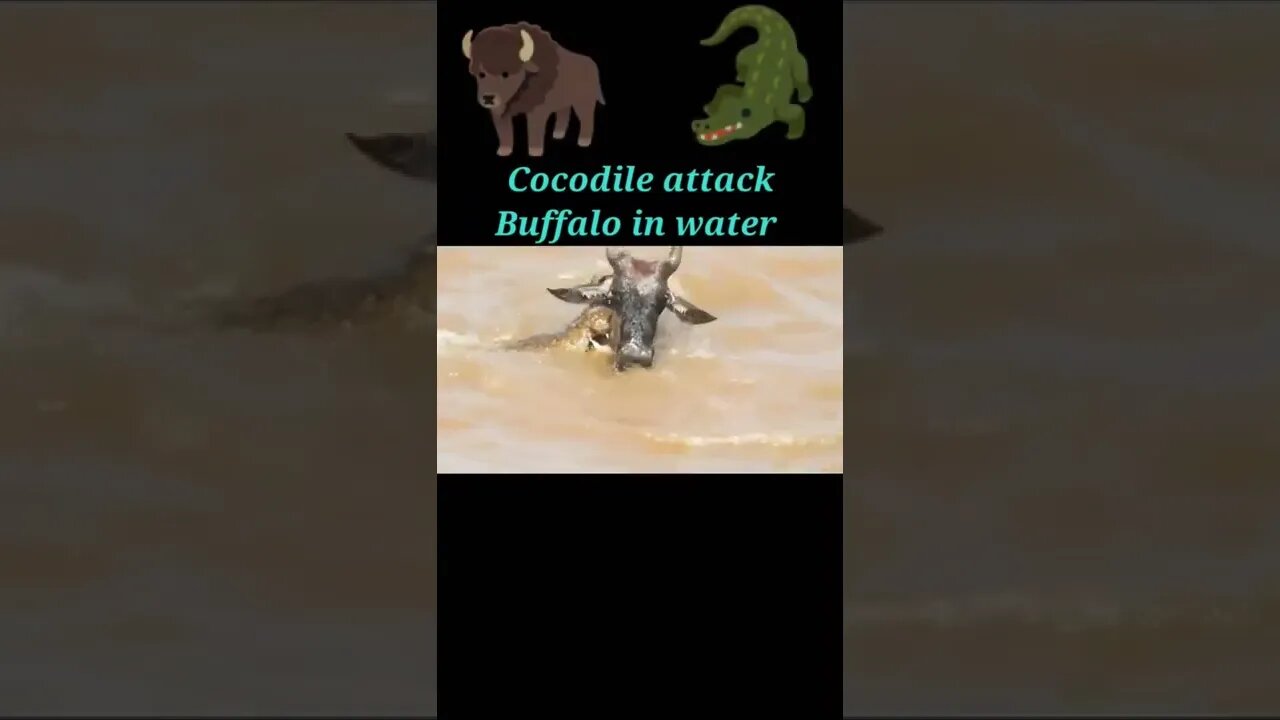 Cocodile attack buffalo in water 2022 🌊#shorts #youtubeshorts