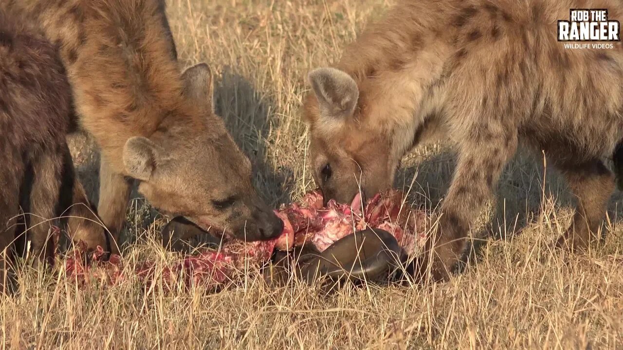 Hyenas Finish A Wildebeest Meal | Maasai Mara Safari | Zebra Plains