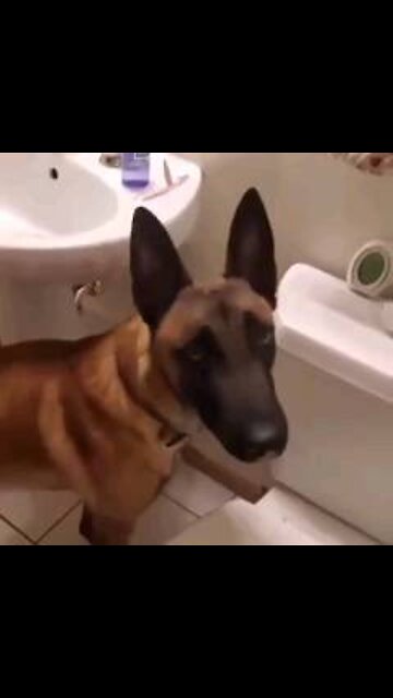 Smart Dog Peeing In Toilet