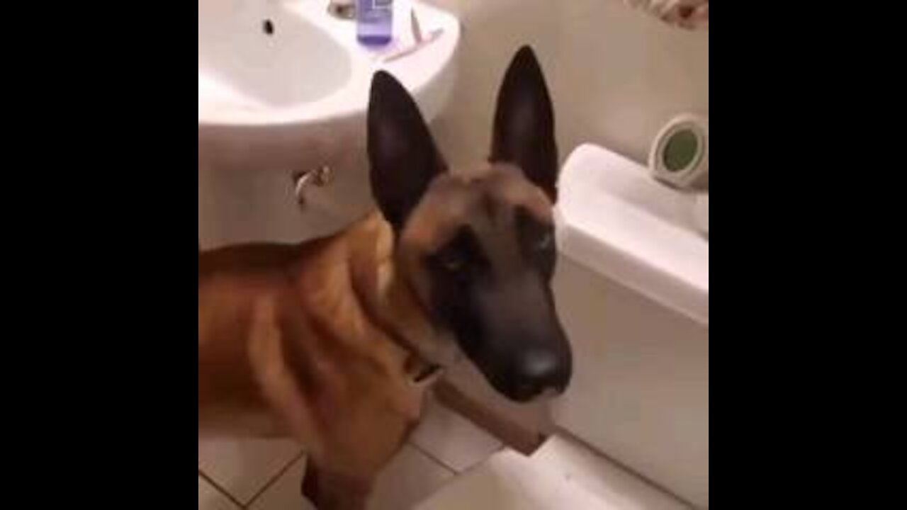 Smart Dog Peeing In Toilet