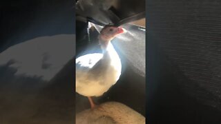 Injured guinea fowl keet healed overnight from bloody pecking