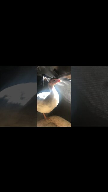 Injured guinea fowl keet healed overnight from bloody pecking