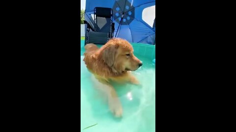 🐕 Golden Retriever Daddy Shows Todd How to Swim🏊🏼‍♀️ #shorts