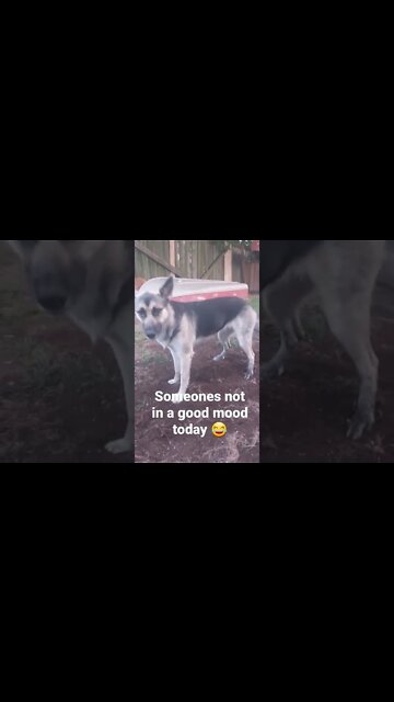 Was It Something I Said #shorts