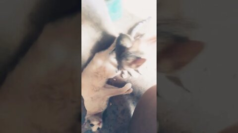 my two cat is play القطط الجميلة