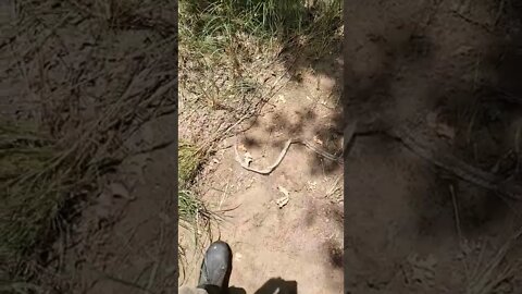 visitor to the property. #snake #property #wildlife #beautiful #explore #shorts