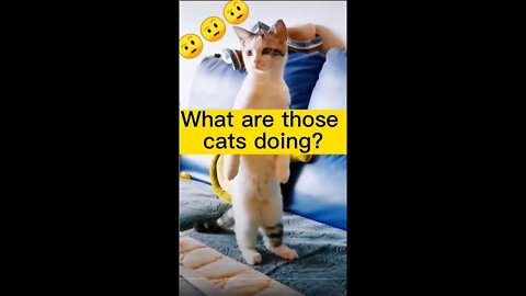 Funny Cats Compilation