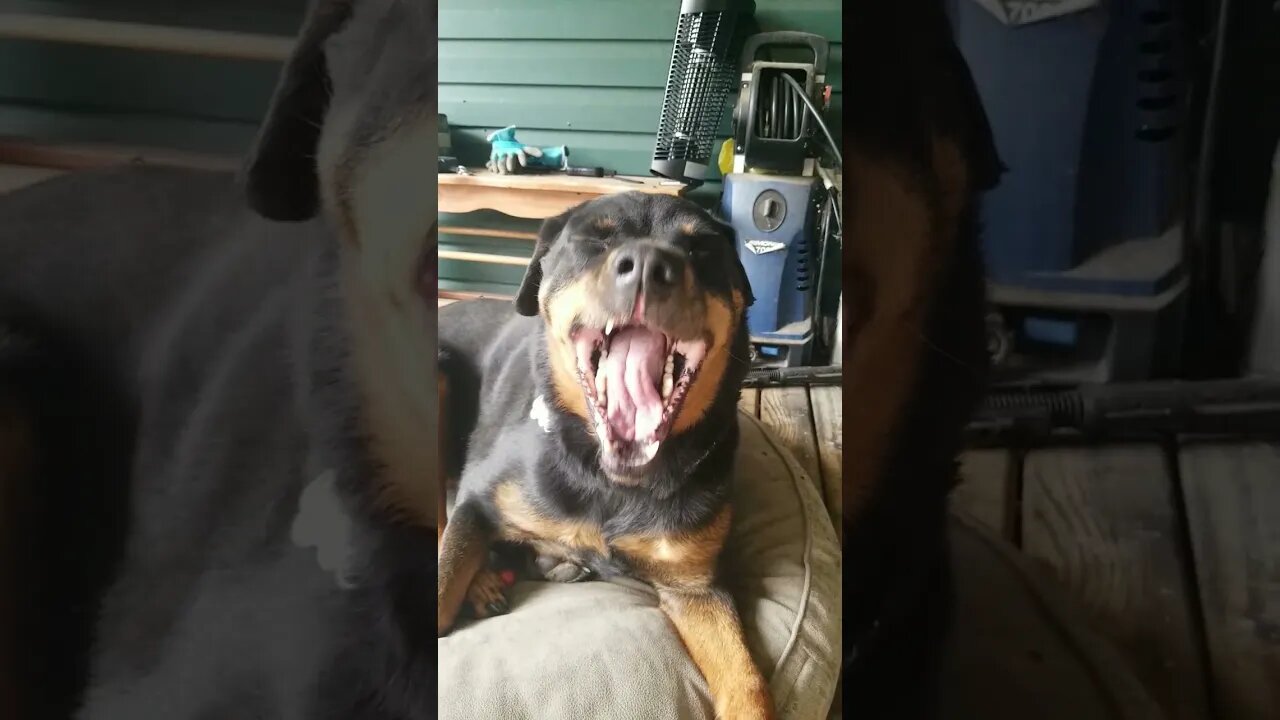 Asking My Rottweiler If She Wants A Bath 😂🤣 #rottweiler #shorts 💖