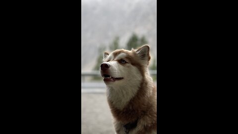 Husky and Mountains | HUNZA | shorts