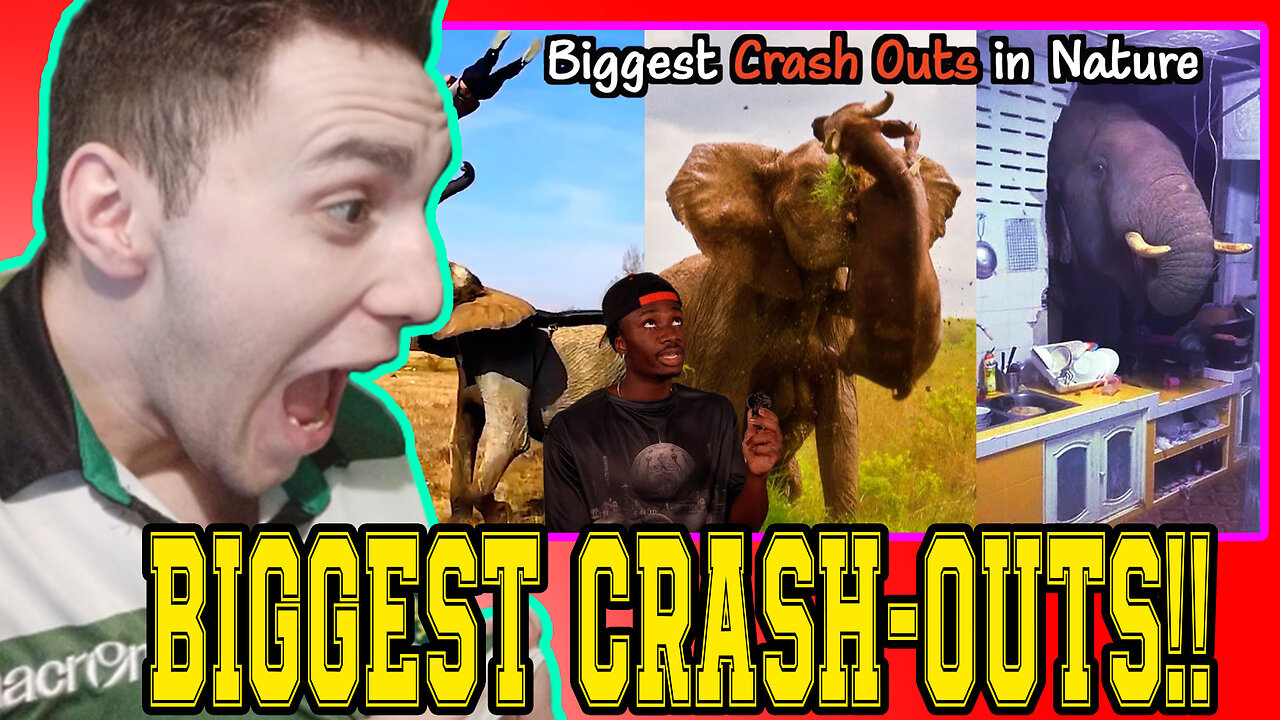 THE MOST GENERATIONAL CRASH-OUTS IN THE ANIMAL KINGDOM | CASUAL GEOGRAPHIC | **REACTION**