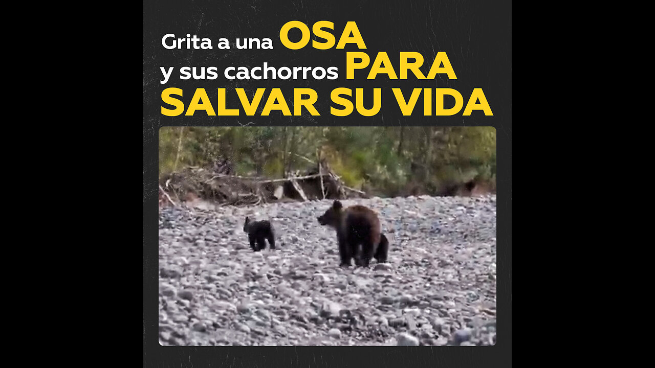 Grita a una osa y sus cachorros para salvar su vida