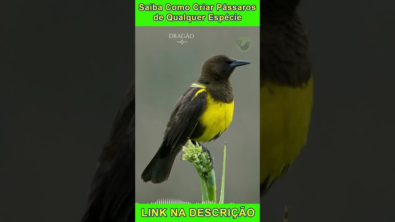 Pássaro DRAGÃO Cantando [Pseudoleistes Virescens] #shorts