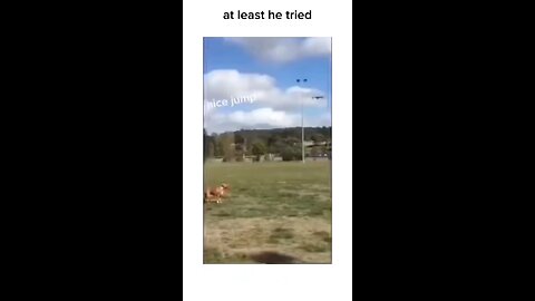 video funny animal