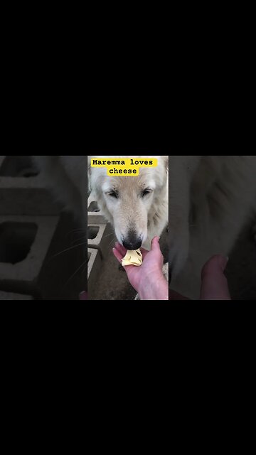 Maremma livestock guardian dog loves cheese