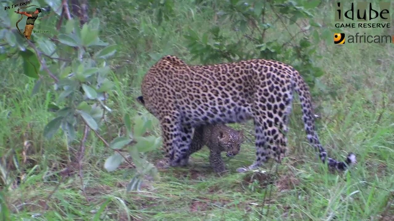 Leopard And Cub - Life Outside The Bushcamp - 2: Relaxing In The Rain