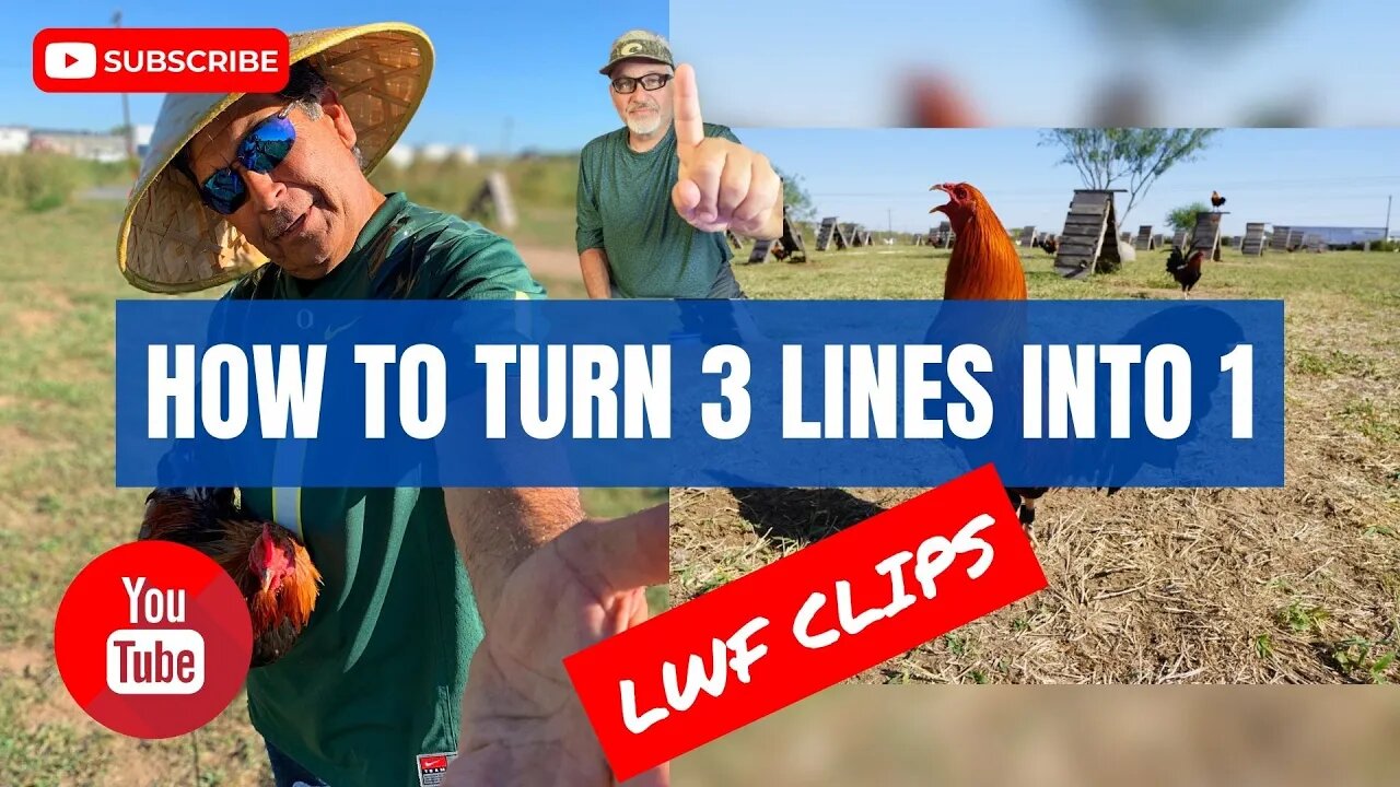 How To Turn 3 Gamefowl Bloodlines into 1 / FOWL Preservation #LWFClips