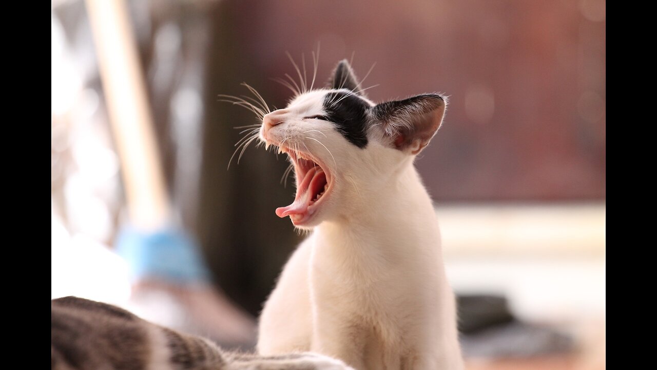 The eyes of the baby kittens opened!