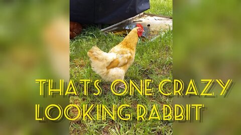 Life Lessons with the Animials: How do our animals IDENTIFY?