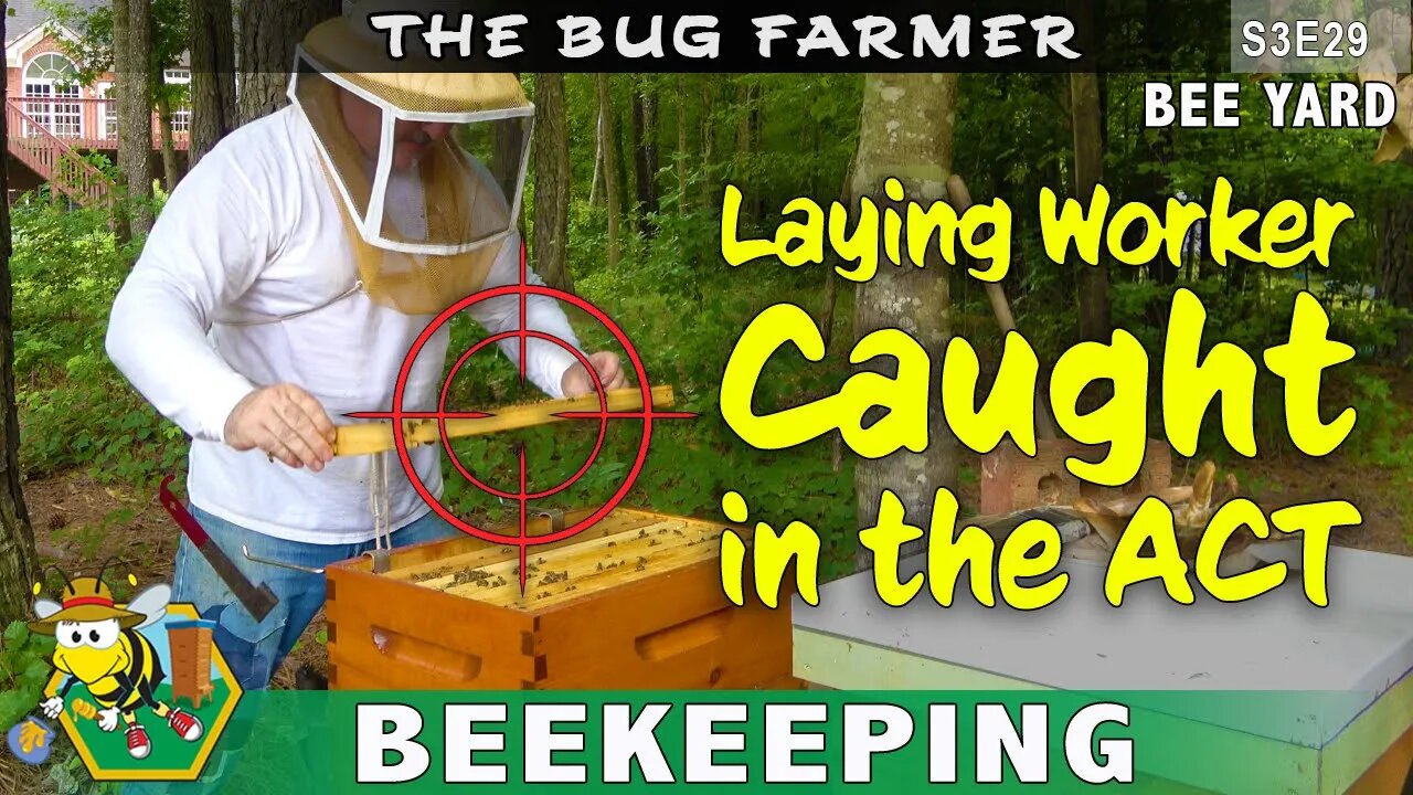 Caught in the act! The laying worker has been exposed! #beekeeping