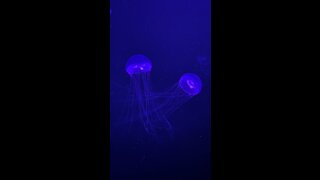 Jellyfish