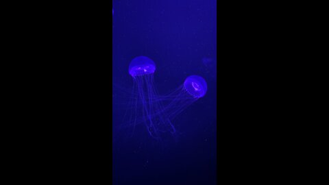 Jellyfish