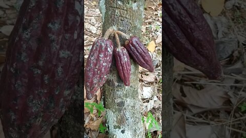 kebun coklat