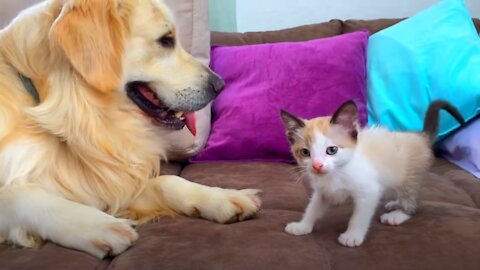 Golden Retriever and Kitten Play for the First Time!