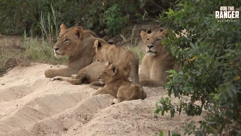 Daughters Of The Mapogo Lions - Rebuilding The Othawa Pride - 167: In The Cool Riverbed