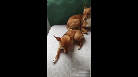 Funny Animals Video-Funny and Cute Dogs Video #14