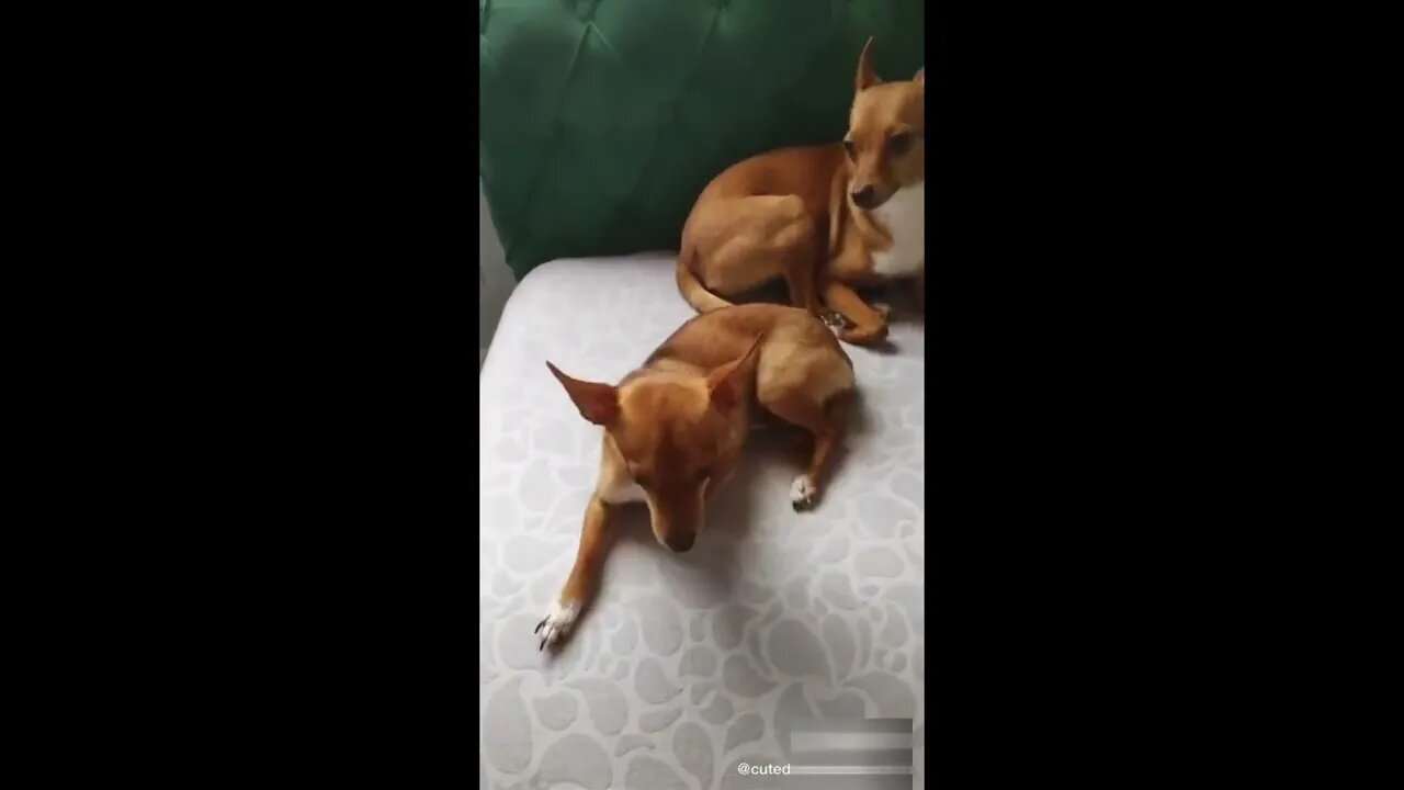 Funny Animals Video-Funny and Cute Dogs Video #14