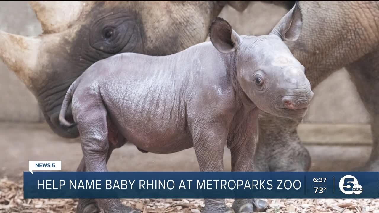 Cleveland Zoo welcomes rhino calf born on July 9