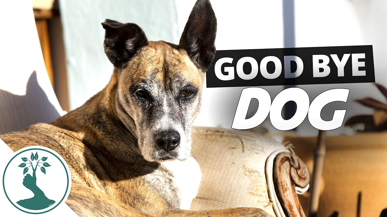 Good Bye Dog - A Loving Home Found For Taz | Rescued Dog Update - Abandoned Dog Finds New Home