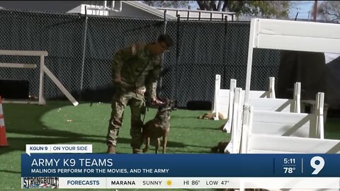 Malinois K9s perform for the movies and the U.S. Army