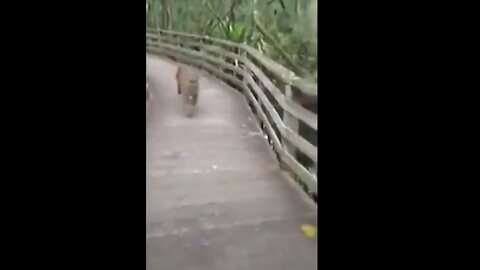 Scary close call with a wild cat in a forest