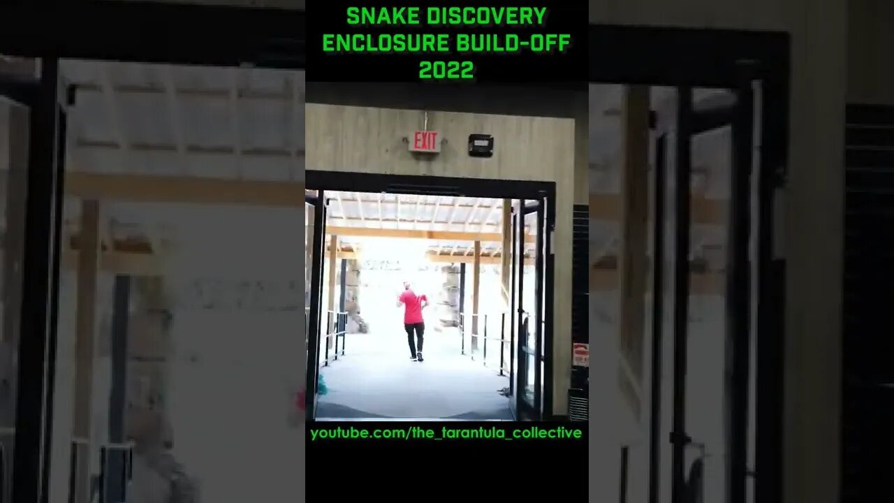 HUGE Tarantula Communal Enclosure at @Snake Discovery
