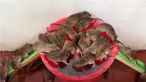The Greatest Mouse Trap Ever Invented