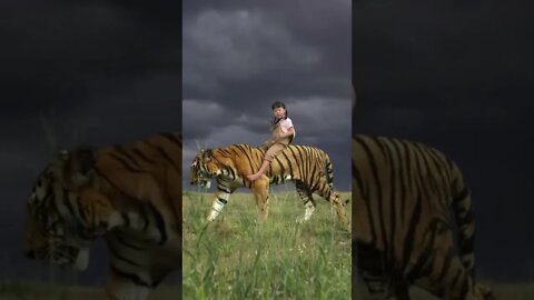 A real big tiger is so cool to ride