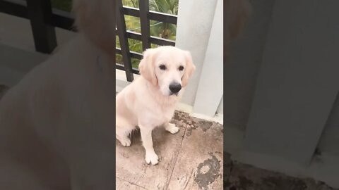 Golden Retriever | Wait for the crunch in the end 😂|