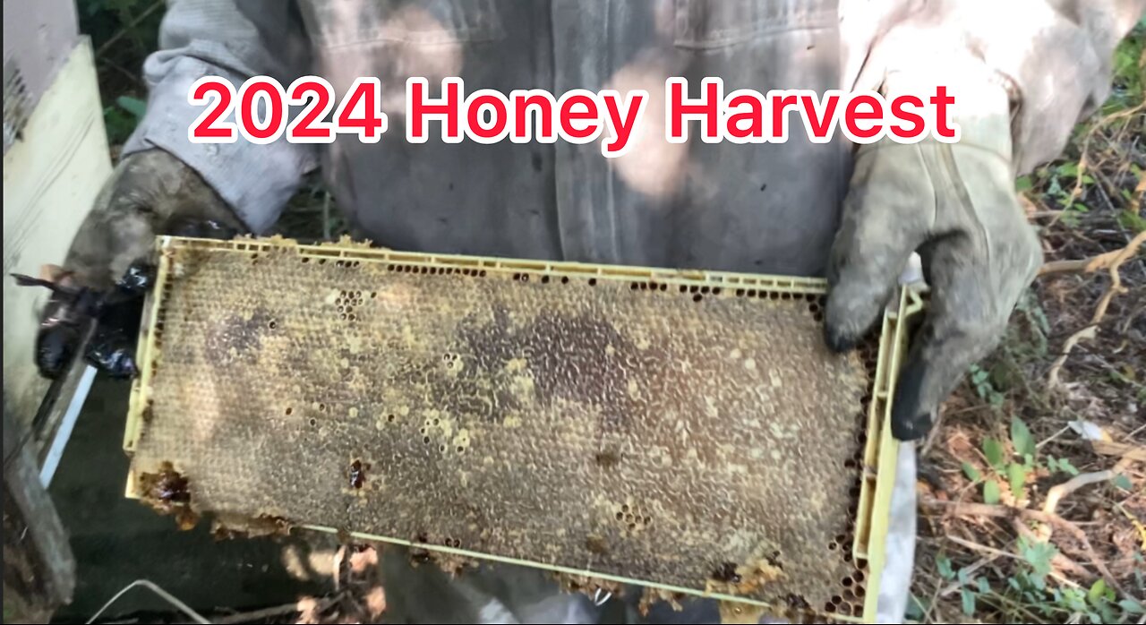 Harvesting honey , was it worth it?