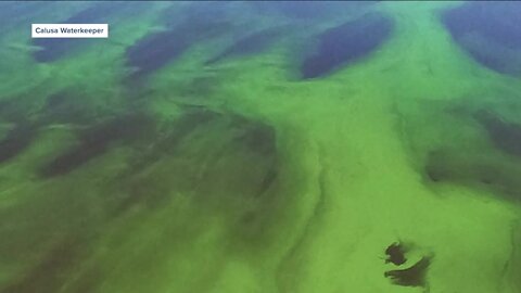 Blue-green algae blooming on Lake Okeechobee