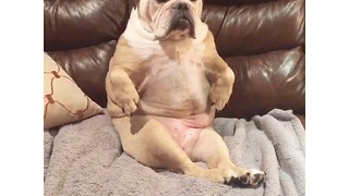 Tired bulldog sleeps in very awkward position