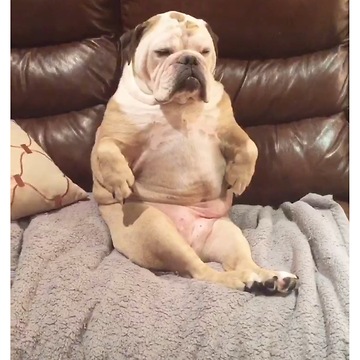 Tired bulldog sleeps in very awkward position